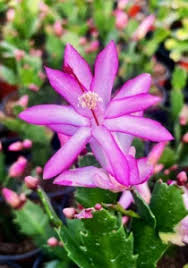 Violet Schlumbergera Flower Seeds for Planting – Heirloom, Non-GMO, High Germination Organic Garden Seeds for Exotic Indoor Blooms