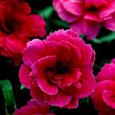 Deep Pink Carnation Flower Seeds for Planting – Long Bloom Season, Heirloom, Non-GMO, High Germination