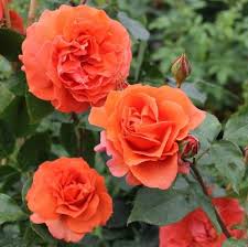 Full Orange Climbing Rose Flower Seeds for Planting | Heirloom Non-GMO High Germination Organic Garden Seeds
