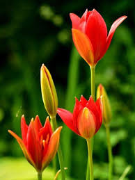 Deep Red Tulip Flower Seeds for Planting – Heirloom, Non-GMO, Long Bloom Season, Organic Garden Seeds