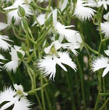 Egret Bonsai Flower Seeds for Planting - Colorful Display, Heirloom, Non-GMO, High Germination Organic Garden Seeds