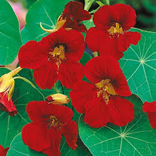 Red Nasturtium Flower Seeds for Planting – Wildflower Mix Heirloom, Non-GMO, High Germination Organic Garden Seeds