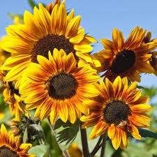 Yellow Sunflower Flower Seeds for Planting – Heirloom, Non-GMO, Fragrant Blossoms, High Germination