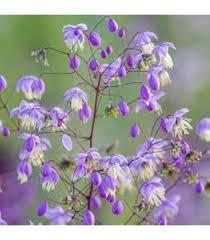 Meadow-Rue Flower Seeds for Planting – Compact Growth, Heirloom, Non-GMO, High Germination Garden Seeds