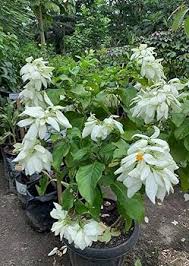 Philippica Flower Seeds for Planting Heirloom Non-GMO High Germination Organic Garden Seeds