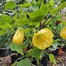 Abutilon Striatum Flower Seeds for Planting – Heirloom, Non-GMO, High Germination Organic Garden Seeds