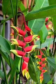 False Bird of Paradise Flower Seeds for Planting – Heirloom, Non-GMO, High Germination Organic Garden Seeds
