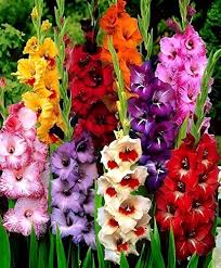 Perennial Gladiolus Flower Seeds for Planting – Bright Blooms Heirloom, Non-GMO, High Germination Garden Seeds