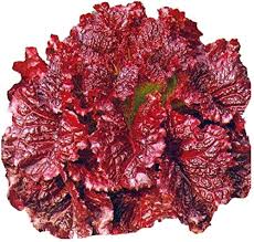 Vegetable Seeds,Garden seeds, Seeds For Planting,Plant Seeds