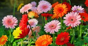 Gerbera Flower Seeds for Planting – Heirloom, Non-GMO, Fragrant Blossoms Organic Garden Seeds