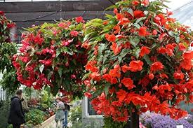 Hanging Flower Seeds for Planting – Compact Growth, Heirloom, Non-GMO & High Germination Seeds