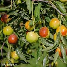 Fruit Seeds,Garden seeds, Seeds For Planting,Plant Seeds