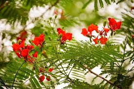 Caesalpinia Flower Seeds for Planting – Cottage Garden Essential, Heirloom, Non-GMO, High Germination Garden Seeds