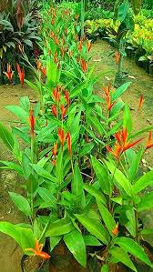 Heliconia Flower Seeds for Planting – Heirloom, Non-GMO, Perfect for Borders Organic Garden Seeds