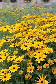Yellow Black Susan Flower Seeds for Planting – Drought Tolerant Heirloom, Non-GMO, High Germination Organic Garden Seeds