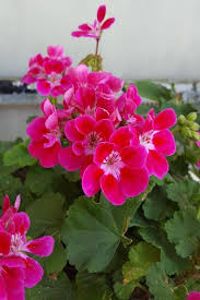 Geranium Flower Seeds for Planting – Heirloom, Non-GMO, Bright Blooms Garden Seeds