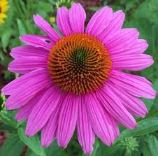 ConeFlower Seeds for Planting – Seasonal Bloomer, Heirloom, Non-GMO, High Germination Garden Seeds