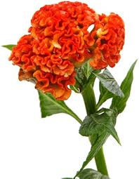 Celosia Chief Persimmon Flower Seeds for Planting – Garden Favorite, Heirloom, GMO Free Organic Garden Seeds