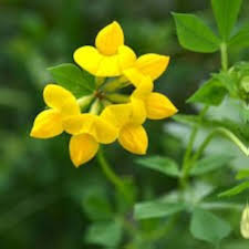 Birdsfoot Flower Seeds for Planting - Sun Loving, Heirloom &amp; Non-GMO Seeds for Home Garden