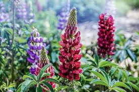 Lupine Flower Seeds for Planting | Shade Tolerant | Heirloom Non-GMO High Germination Seeds