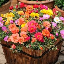 Sundial Peach Portulaca Moss Rose Flower Seeds for Planting – Heirloom, Non-GMO, High Germination