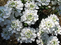 White Candytuft Snow Seeds – Heirloom, Non-GMO, Pollinator Friendly