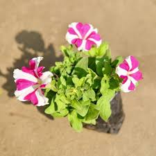 Verbena Flower Seeds for Planting, Red – Sun Loving, Heirloom, Non-GMO & High Germination Organic Garden Seeds