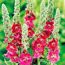 Mixed Mullein Flower Seeds for Planting – Shade Tolerant, Heirloom, Non-GMO, High Germination