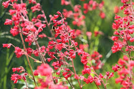 Red Heuchera Seeds for Planting – Perfect for Borders, Heirloom, Non-GMO Organic Garden Seeds
