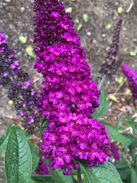 Maroon Buddleia Flower Seeds for Planting – Heirloom, Non-GMO, High Germination Organic Garden Seeds