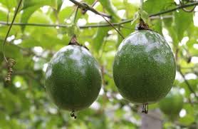 Passion Fruit seeds for planting - Heirloom & Non-GMO Garden seeds for exotic tropical fruit vines