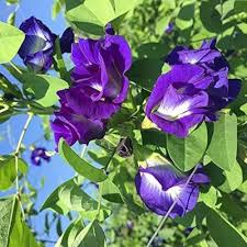 Blue Sweet Pea Flower Seeds for Planting – Non-GMO, Heirloom Cottage Garden Organic Seeds