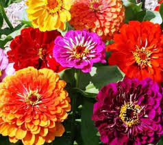 Mixed Magellan Flower Seeds for Planting – Heirloom Non-GMO, High Germination, Pollinator Friendly