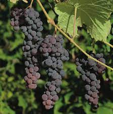 Fruit Seeds,Garden seeds, Seeds For Planting,Plant Seeds