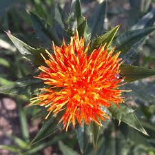Safflower Flower Seeds for Planting – Colorful Display, Heirloom, Non-GMO, High Germination Home Garden