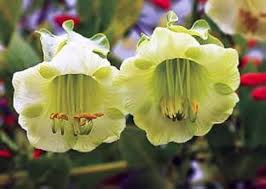 Heirloom Cobaea Scandens Flower Seeds for Planting – Low Maintenance, Non-GMO, High Germination