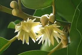 Mimusops Flower Seeds for Planting – Heirloom, Non-GMO, Garden Favorite Organic Seeds