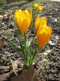 Yellow Crocus Flower Seeds for Planting – Heirloom, Non-GMO, Perfect for Borders, Organic Garden Seeds