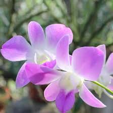 Aquilegia Flower Seeds for Planting, Dark Pink White – Wildflower Mix, Heirloom, Non-GMO & High Germination Organic Garden Seeds