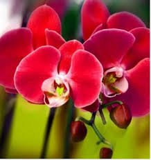 Light Red Phalaenopsis Orchid Seeds for Planting – Cut Flower Favorite, Heirloom, Non-GMO, High Germination