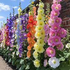 Mixed Hollyhock Flower Seeds for Planting – Heirloom, Non-GMO, High Germination Organic Garden Seeds