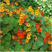 Nasturtium Flower Seeds for Planting – Heirloom, Non-GMO, High Germination Organic Garden Seeds