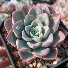 Echeveria Flower Seeds for Planting – Heirloom, Non-GMO, Vibrant Colors, High Germination Organic Garden Seeds