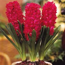 Red Hyacinth Flower Seeds for Planting | Heirloom Non-GMO Organic Garden Seeds, Sun Loving, High Germination