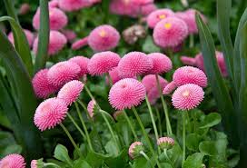 Pink Bellis Perennis Flower Seeds for Planting – Heirloom, Non-GMO, Premium Organic Garden Seeds