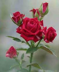 Rose Flower Seeds for Planting – Heirloom, Non-GMO, Long Bloom Season, High Germination