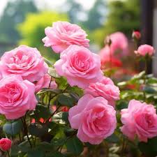 Baby Pink Dragon Rose Flower Seeds for Planting – Cottage Garden Essential, Heirloom, Non-GMO