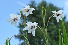 Acidanthera Flower Seeds for Planting – Fragrant Blossoms, Heirloom, Non-GMO, High Germination Garden Seeds