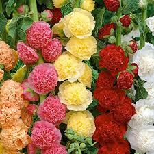 Hollyhock Carnival Flower Seeds for Planting – Sun Loving, Heirloom, GMO Free Organic Garden Seeds