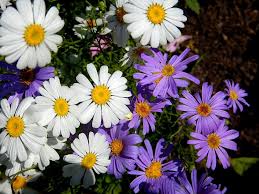 Brachyscome Flower Seeds for Planting – Heirloom, Non-GMO, Bright Blooms Organic Garden Seeds